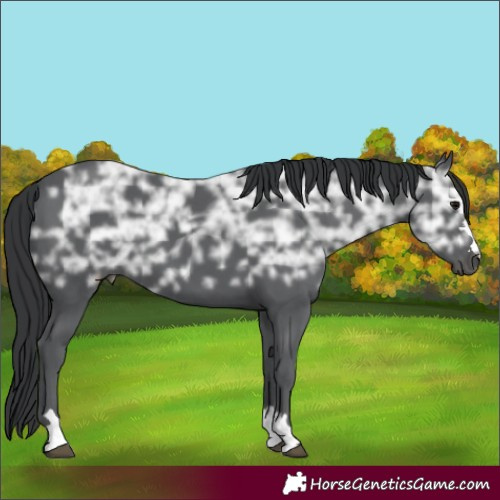 Horse Color:Black Ice 