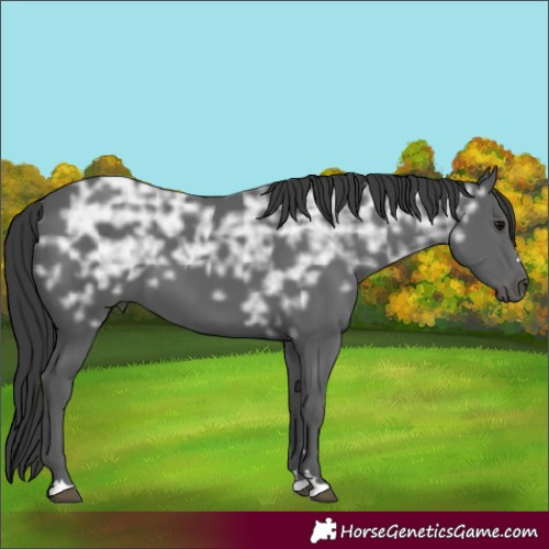 Horse Color:Black Ice 