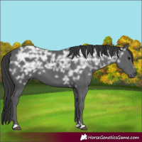 Horse Color:Black Ice 