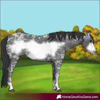 Horse Color:Black Ice Frame 