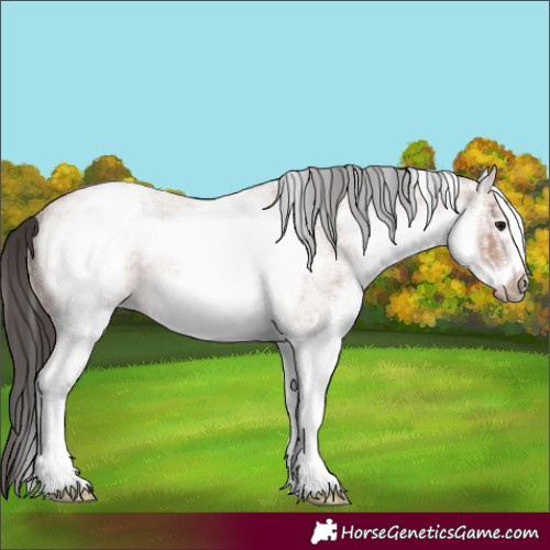 Horse Color:White Spotted Bay Ice Roan Frame 