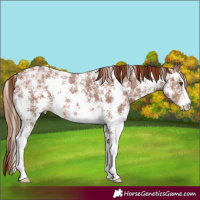 Horse Color:Chestnut Ice Sabino 
