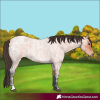 Horse Color:Bay Ice Roan 