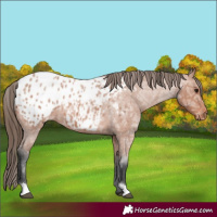 Horse Color:Bay Ice Roan Appaloosa