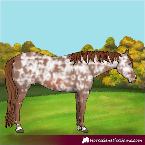 Horse Color:Chestnut Ice 