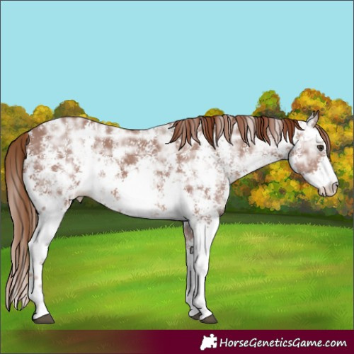 Horse Color:Chestnut Ice Sabino 