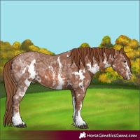 Horse Color:White Spotted Chestnut Ice Sabino