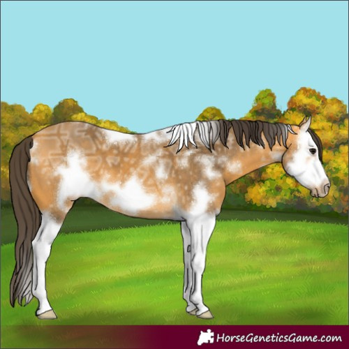 Horse Color:White Spotted Buckskin Ice Splash Frame 