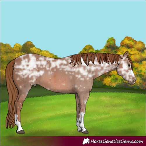 Horse Color:Chestnut Ice 