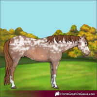 Horse Color:Chestnut Ice