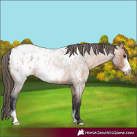 Horse Color:Bay Ice Roan Frame Appaloosa