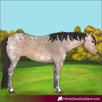 Horse Color:Bay Ice Dun 