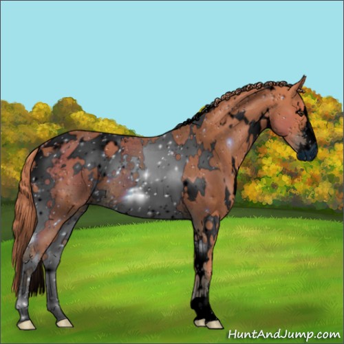 Horse Color:ERROR: UNKNOWN ANOMALY