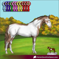 Horse Color:Black Pearl Sabino Frame