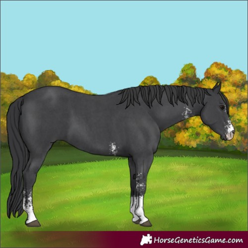 Horse Color:Black Sabino 