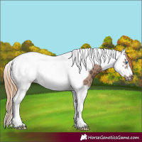 Horse Color:Chestnut Ice Splash Tobiano Frame