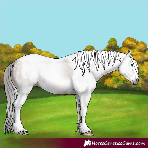 Horse Color:Gray Bay Tobiano Frame 