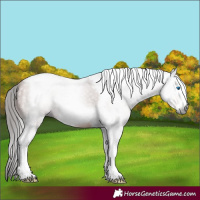 Horse Color:Gray Bay Tobiano Frame 