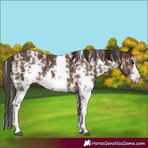 Horse Color:Bay Ice Sabino 