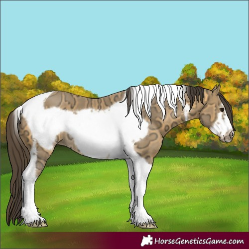 Horse Color:Buckskin Ice Tobiano Frame 