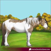 Horse Color:Buckskin Ice Tobiano Frame