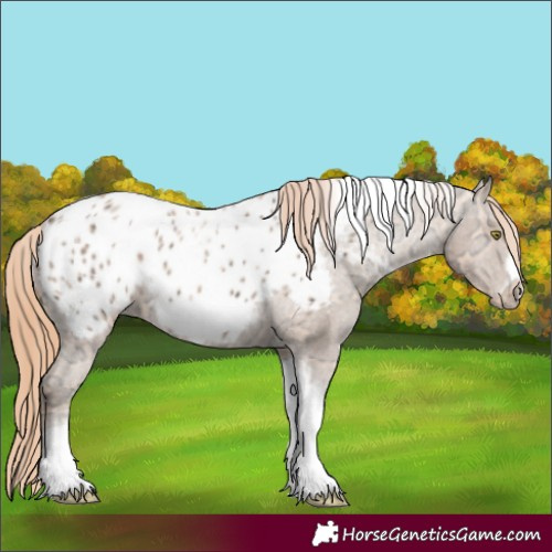 Horse Color:Gold Champagne Ice Tobiano Frame Appaloosa Rabicano 