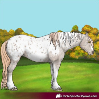 Horse Color:Gold Champagne Ice Tobiano Frame Appaloosa Rabicano 