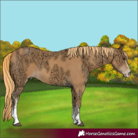 Horse Color:Chestnut Ice Sabino 