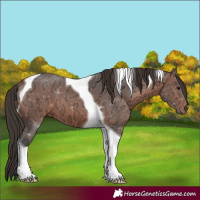Horse Color:Bay Ice Tobiano