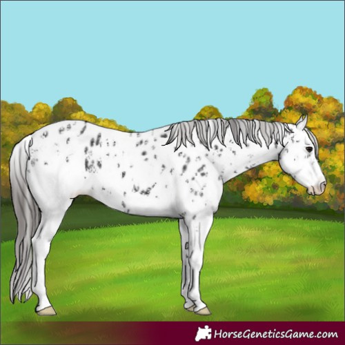 Horse Color:Black Ice Sabino Appaloosa 