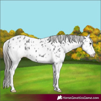 Horse Color:Black Ice Sabino Appaloosa