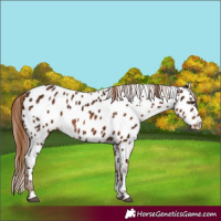 Horse Color:Chestnut Ice Sabino Appaloosa 