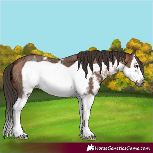 Horse Color:Bay Ice Sabino Splash Frame 