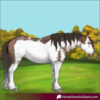 Horse Color:Bay Ice Sabino Splash Frame 