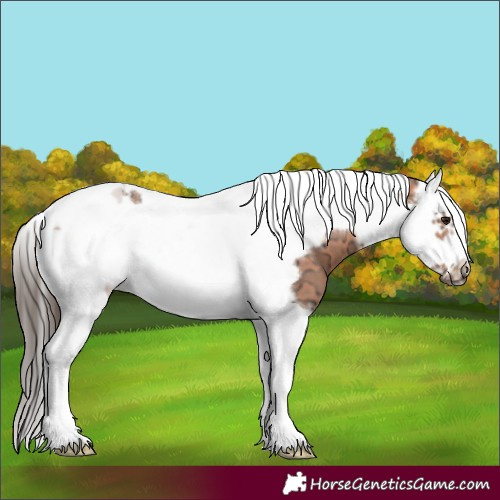 Horse Color:Bay Ice Splash Tobiano Frame 