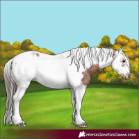 Horse Color:Bay Ice Splash Tobiano Frame 