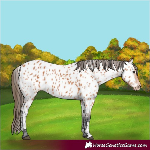 Horse Color:Bay Sabino Appaloosa 