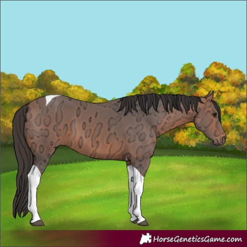 Horse Color:Bay Ice Tobiano 