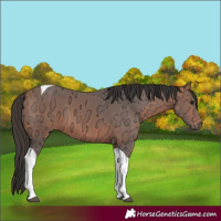 Horse Color:Bay Ice Tobiano