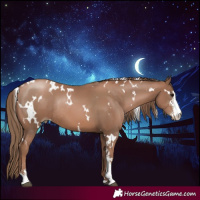 Horse Color:White Spotted Black Pearl Sabino Rabicano 
