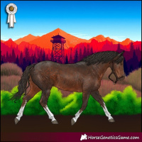 Horse Color:White Spotted Liver Chestnut