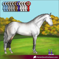 Horse Color:Gray Brown Dun Sabino Tobiano 