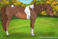 Horse Color:Chestnut Tobiano