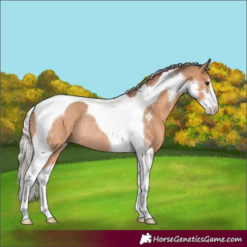 Horse Color:Silver Brown Dun Sabino Tobiano Rabicano
