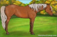 Horse Color:Silver Buckskin 