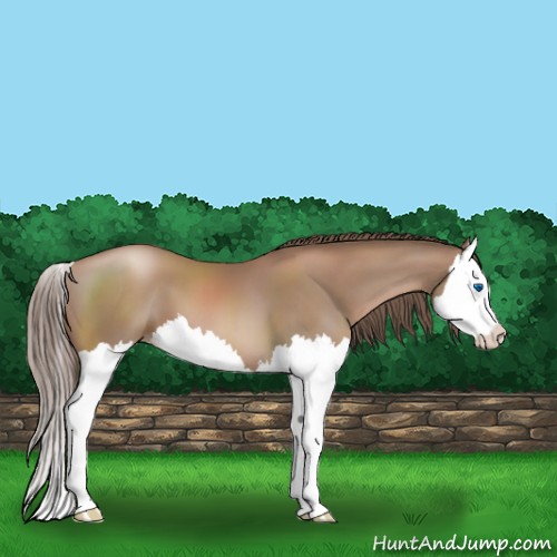 Horse Color:Black Pearl Splash