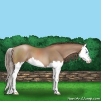 Horse Color:Black Pearl Splash 