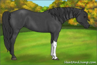 Horse Color:Blue Roan 