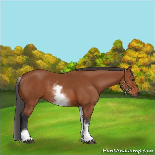 Horse Color:White Spotted Bay 