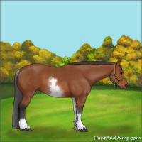 Horse Color:White Spotted Bay 